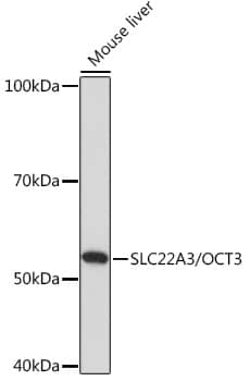 Western Blot: SLC22A3 Antibody [NBP3-35881] - Western blot analysis of lysates from Mouse liver, using SLC22A3 Rabbit pAb at 1:1000 dilution.Secondary antibody: HRP-conjugated Goat anti-Rabbit IgG (H+L) at 1:10000 dilution.Lysates/proteins: 25ug per lane.Blocking buffer: 3% nonfat dry milk in TBST.Detection: ECL Basic Kit.Exposure time: 3min.