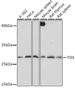 Western Blot: Translin Antibody [NBP3-35882] - Western blot analysis of various lysates using Translin Rabbit pAb at 1:1000 dilution.Secondary antibody: HRP-conjugated Goat anti-Rabbit IgG (H+L) at 1:10000 dilution.Lysates/proteins: 25ug per lane.Blocking buffer: 3% nonfat dry milk in TBST.Detection: ECL Basic Kit.Exposure time: 30s.