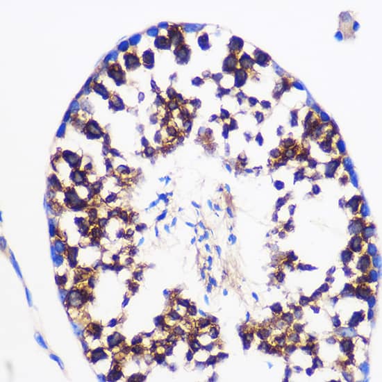 Immunohistochemistry: Prostaglandin E Synthase Antibody [NBP3-35883] - Immunohistochemistry analysis of paraffin-embedded Mouse testis using Prostaglandin E Synthase Rabbit pAb at dilution of 1:100 (40x lens). Microwave antigen retrieval performed with 0.01M PBS Buffer (pH 7.2) prior to IHC staining.