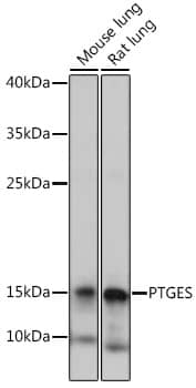 Western Blot: Prostaglandin E Synthase Antibody [NBP3-35883] - Western blot analysis of various lysates using Prostaglandin E Synthase Rabbit pAb at 1:1000 dilution.Secondary antibody: HRP-conjugated Goat anti-Rabbit IgG (H+L) at 1:10000 dilution.Lysates/proteins: 25ug per lane.Blocking buffer: 3% nonfat dry milk in TBST.Detection: ECL Basic Kit.Exposure time: 10s.