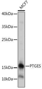 Western Blot: Prostaglandin E Synthase Antibody [NBP3-35883] - Western blot analysis of lysates from MCF7 cells, using Prostaglandin E Synthase Rabbit pAb at 1:1000 dilution.Secondary antibody: HRP-conjugated Goat anti-Rabbit IgG (H+L) at 1:10000 dilution.Lysates/proteins: 25ug per lane.Blocking buffer: 3% nonfat dry milk in TBST.Detection: ECL Basic Kit.Exposure time: 1s.