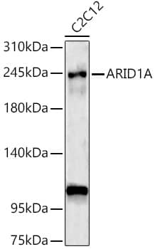 Western Blot: ARID1A Antibody [NBP3-35884] - Western blot analysis of lysates from C2C12 cells, using ARID1A Rabbit pAb at 1:1000 dilution.Secondary antibody: HRP-conjugated Goat anti-Rabbit IgG (H+L) at 1:10000 dilution.Lysates/proteins: 25ug per lane.Blocking buffer: 3% nonfat dry milk in TBST.Detection: ECL Enhanced Kit.Exposure time: 180s.