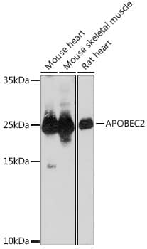 Western Blot: APOBEC2 Antibody [NBP3-35885] - Western blot analysis of various lysates using APOBEC2 Rabbit pAb at 1:1000 dilution.Secondary antibody: HRP-conjugated Goat anti-Rabbit IgG (H+L) at 1:10000 dilution.Lysates/proteins: 25ug per lane.Blocking buffer: 3% nonfat dry milk in TBST.Detection: ECL Basic Kit.Exposure time: 30s.