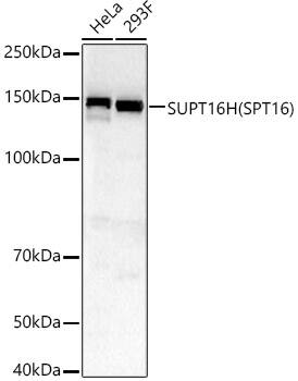 Western Blot SUPT16H Antibody