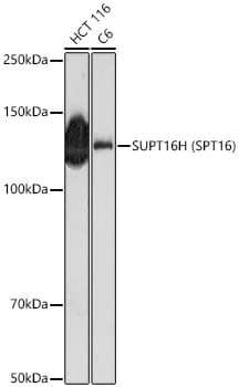 N/A SUPT16H Antibody