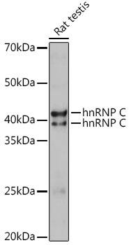 Western Blot: hnRNP C1 + C2 Antibody [NBP3-35893] - Western blot analysis of lysates from Rat testis, using hnRNP C1 + C2 Rabbit pAb at 1:1000 dilution.Secondary antibody: HRP-conjugated Goat anti-Rabbit IgG (H+L) at 1:10000 dilution.Lysates/proteins: 25ug per lane.Blocking buffer: 3% nonfat dry milk in TBST.Detection: ECL Basic Kit.Exposure time: 30s.