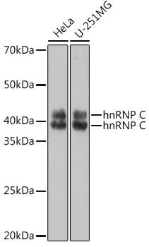 Western Blot: hnRNP C1 + C2 Antibody [NBP3-35893] - Western blot analysis of various lysates using hnRNP C1 + C2 Rabbit pAb at 1:1000 dilution.Secondary antibody: HRP-conjugated Goat anti-Rabbit IgG (H+L) at 1:10000 dilution.Lysates/proteins: 25ug per lane.Blocking buffer: 3% nonfat dry milk in TBST.Detection: ECL Basic Kit.Exposure time: 1s.