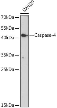 Western Blot: Caspase-4 Antibody [NBP3-35895] - Western blot analysis of lysates from SW620 cells, using Caspase-4 Rabbit pAb at 1:1000 dilution.Secondary antibody: HRP-conjugated Goat anti-Rabbit IgG (H+L) at 1:10000 dilution.Lysates/proteins: 25ug per lane.Blocking buffer: 3% nonfat dry milk in TBST.Detection: ECL Basic Kit.Exposure time: 5min.