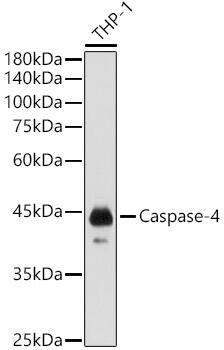 Western Blot: Caspase-4 Antibody [NBP3-35895] - Western blot analysis of lysates from THP-1 cells, using Caspase-4 Rabbit pAb at 1:1000 dilution.Secondary antibody: HRP-conjugated Goat anti-Rabbit IgG (H+L) at 1:10000 dilution.Lysates/proteins: 25ug per lane.Blocking buffer: 3% nonfat dry milk in TBST.Detection: ECL Basic Kit.Exposure time: 1s.