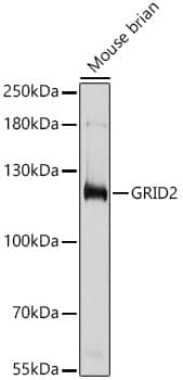 Western Blot GRID2 Antibody