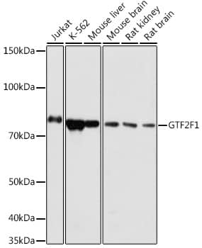 Western Blot: RAP74 Antibody [NBP3-35898] - Western blot analysis of various lysates using RAP74 Rabbit pAb at 1:1000 dilution.Secondary antibody: HRP-conjugated Goat anti-Rabbit IgG (H+L) at 1:10000 dilution.Lysates/proteins: 25ug per lane.Blocking buffer: 3% nonfat dry milk in TBST.Detection: ECL Basic Kit.Exposure time: 1s.