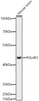 Western Blot BRN3B/POU4F2 Antibody