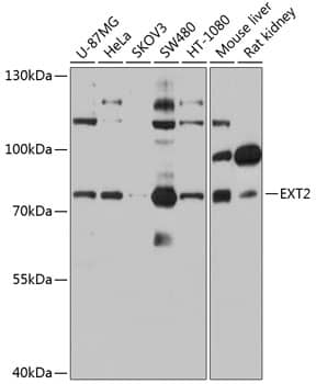 Western Blot: Ext2 Antibody [NBP3-35904] - Western blot analysis of various lysates using Ext2 Rabbit pAb at 1:1000 dilution.Secondary antibody: HRP-conjugated Goat anti-Rabbit IgG (H+L) at 1:10000 dilution.Lysates/proteins: 25ug per lane.Blocking buffer: 3% nonfat dry milk in TBST.Detection: ECL Basic Kit.Exposure time: 30s.