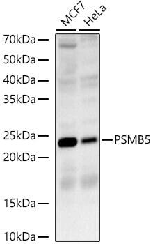 Western Blot: PSMB5 Antibody [NBP3-35905] - Western blot analysis of various lysates, using PSMB5 Rabbit pAb at 1:6000 dilution.Secondary antibody: HRP-conjugated Goat anti-Rabbit IgG (H+L) at 1:10000 dilution.Lysates/proteins: 25ug per lane.Blocking buffer: 3% nonfat dry milk in TBST.Detection: ECL Basic Kit.Exposure time: 60s.