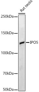 Western Blot: Karyopherin (importin) beta 3 Antibody [NBP3-35908] - Western blot analysis of lysates from HeLa cells using Karyopherin (importin) beta 3 Rabbit pAb at 1:1000 dilution.Secondary antibody: HRP-conjugated Goat anti-Rabbit IgG (H+L) at 1:10000 dilution.Lysates/proteins: 25 ug per lane.Blocking buffer: 3% nonfat dry milk in TBST.Detection: ECL Basic Kit.Exposure time:30s.