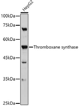 Western Blot: Thromboxane synthase Antibody [NBP3-35910] - Western blot analysis of lysates from HepG2 cells, using Thromboxane synthase Rabbit pAb at 1:500 dilution.Secondary antibody: HRP-conjugated Goat anti-Rabbit IgG (H+L) at 1:10000 dilution.Lysates/proteins: 25ug per lane.Blocking buffer: 3% nonfat dry milk in TBST.Detection: ECL Basic Kit.Exposure time: 90s.