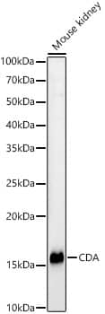 Western Blot Citidine Deaminase Antibody