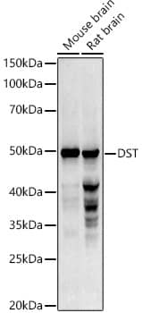 Western Blot: Dystonin Antibody [NBP3-35915] - Western blot analysis of various lysates using Dystonin Rabbit pAb at 1:1000 dilution.Secondary antibody: HRP-conjugated Goat anti-Rabbit IgG (H+L) at 1:10000 dilution.Lysates/proteins: 25ug per lane.Blocking buffer: 3% nonfat dry milk in TBST.Detection: ECL Basic Kit.Exposure time: 90s.