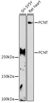 Western Blot: Pericentrin Antibody [NBP3-35916] - Western blot analysis of various lysates using Pericentrin Rabbit pAb at 1:1000 dilution.Secondary antibody: HRP-conjugated Goat anti-Rabbit IgG (H+L) at 1:10000 dilution.Lysates/proteins: 25ug per lane.Blocking buffer: 3% nonfat dry milk in TBST.Detection: ECL Basic Kit.Exposure time: 180s.