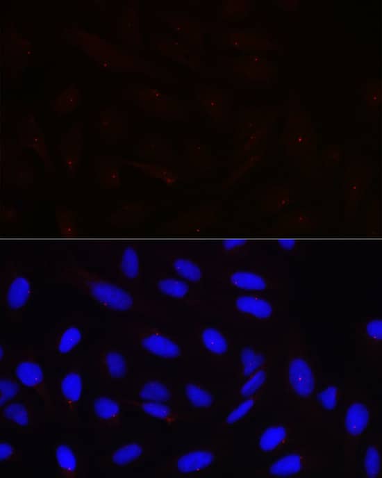 Immunocytochemistry/ Immunofluorescence: Pericentrin Antibody [NBP3-35916] - Immunofluorescence analysis of U-2 OS cells using Pericentrin Rabbit pAb at dilution of 1:100 (40x lens). Secondary antibody: Cy3-conjugated Goat anti-Rabbit IgG (H+L) at 1:500 dilution. Blue: DAPI for nuclear staining.