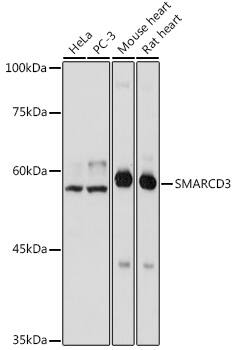 Western Blot: SMARCD3 Antibody [NBP3-35918] - Western blot analysis of various lysates using SMARCD3 Rabbit pAb at 1:1000 dilution.Secondary antibody: HRP-conjugated Goat anti-Rabbit IgG (H+L) at 1:10000 dilution.Lysates/proteins: 25ug per lane.Blocking buffer: 3% nonfat dry milk in TBST.Detection: ECL Basic Kit.Exposure time: 1s.