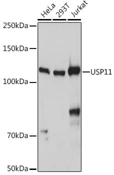 Western Blot: USP11 Antibody [NBP3-35921] - Western blot analysis of various lysates using USP11 Rabbit pAb at 1:1000 dilution.Secondary antibody: HRP-conjugated Goat anti-Rabbit IgG (H+L) at 1:10000 dilution.Lysates/proteins: 25ug per lane.Blocking buffer: 3% nonfat dry milk in TBST.Detection: ECL Basic Kit.Exposure time: 10s.