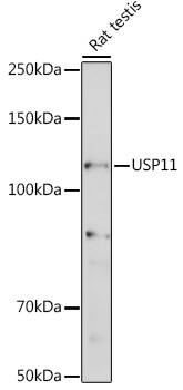 Western Blot: USP11 Antibody [NBP3-35921] - Western blot analysis of lysates from Rat testis, using USP11 Rabbit pAb at 1:1000 dilution.Secondary antibody: HRP-conjugated Goat anti-Rabbit IgG (H+L) at 1:10000 dilution.Lysates/proteins: 25ug per lane.Blocking buffer: 3% nonfat dry milk in TBST.Detection: ECL Basic Kit.Exposure time: 30s.