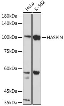 Western Blot GSG2 Antibody