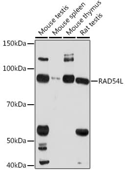 Western Blot: RAD54L Antibody [NBP3-35923] - Western blot analysis of various lysates using RAD54L Rabbit pAb at 1:1000 dilution.Secondary antibody: HRP-conjugated Goat anti-Rabbit IgG (H+L) at 1:10000 dilution.Lysates/proteins: 25ug per lane.Blocking buffer: 3% nonfat dry milk in TBST.Detection: ECL Basic Kit.Exposure time: 90s.