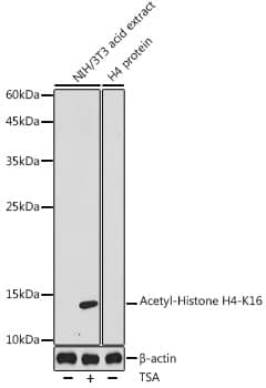 Western Blot: H4/n [ac Lys16] Antibody [NBP3-35924] - Western blot analysis of lysates from NIH/3T3 cells, using H4/n Rabbit pAb at 1:1000 dilution. NIH/3T3 cells were treated by TSA (1 uM) at 37C for 18 hours.Secondary antibody: HRP-conjugated Goat anti-Rabbit IgG (H+L) at 1:10000 dilution.Lysates/proteins: 25ug per lane.Blocking buffer: 3% nonfat dry milk in TBST.Detection: ECL Basic Kit.Exposure time: 90s.