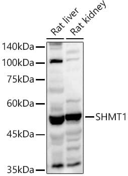 Western Blot: SHMT1 Antibody [NBP3-36705] - Western blot analysis of various lysates using SHMT1 Rabbit pAb at  1:1000 dilution.Secondary antibody: HRP-conjugated Goat anti-Rabbit IgG (H+L) at 1:10000 dilution.Lysates/proteins: 25ug per lane.Blocking buffer: 3% nonfat dry milk in TBST.Detection: ECL Basic Kit.Exposure time: 10s.