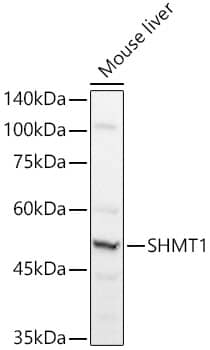 Western Blot: SHMT1 Antibody [NBP3-36705] - Western blot analysis of lysates from Mouse liver, using SHMT1 Rabbit pAb at  1:1000 dilution.Secondary antibody: HRP-conjugated Goat anti-Rabbit IgG (H+L) at 1:10000 dilution.Lysates/proteins: 25ug per lane.Blocking buffer: 3% nonfat dry milk in TBST.Detection: ECL Basic Kit.Exposure time: 1s.