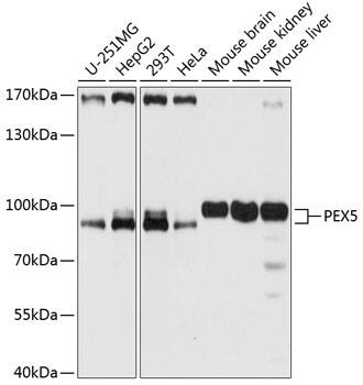 Western Blot: PEX5 Antibody [NBP3-36706] - Western blot analysis of various lysates using PEX5 Rabbit pAb at 1:1000 dilution.Secondary antibody: HRP-conjugated Goat anti-Rabbit IgG (H+L) at 1:10000 dilution.Lysates/proteins: 25ug per lane.Blocking buffer: 3% nonfat dry milk in TBST.Detection: ECL Basic Kit.Exposure time: 10s.