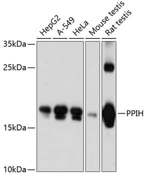 Western Blot: PPIH Antibody [NBP3-36707] - Western blot analysis of various lysates using PPIH Rabbit pAb at 1:3000 dilution.Secondary antibody: HRP-conjugated Goat anti-Rabbit IgG (H+L) at 1:10000 dilution.Lysates/proteins: 25ug per lane.Blocking buffer: 3% nonfat dry milk in TBST.Detection: ECL Basic Kit.Exposure time: 60s.