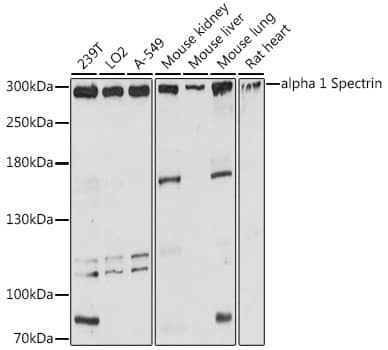 Western Blot Spectrin alpha 1 Antibody