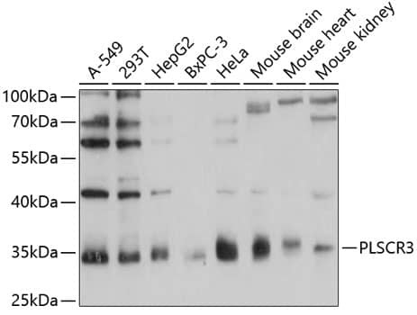 Western Blot PLSCR3 Antibody