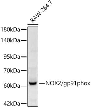 Western Blot: CYBB/NOX2 Antibody [NBP3-36716] - Western blot analysis of lysates from RAW 264.7 cells, using CYBB/NOX2 Rabbit pAb at 1:900 dilution.Secondary antibody: HRP-conjugated Goat anti-Rabbit IgG (H+L) at 1:10000 dilution.Lysates/proteins: 25ug per lane.Blocking buffer: 3% nonfat dry milk in TBST.Detection: ECL Basic Kit.Exposure time: 90s.