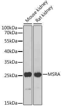 Western Blot Methionine Sulfoxide Reductase A Antibody