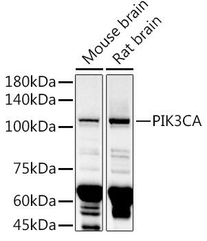 Western Blot: PIK3CA Antibody [NBP3-37884] - Western blot analysis of various lysates using PIK3CA Rabbit pAb at 1:1000 dilution.Secondary antibody: HRP-conjugated Goat anti-Rabbit IgG (H+L) at 1:10000 dilution.Lysates/proteins: 25ug per lane.Blocking buffer: 3% nonfat dry milk in TBST.Detection: ECL Basic Kit.Exposure time: 180s.