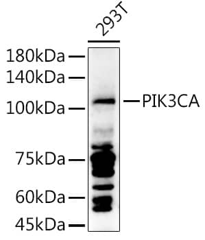 Western Blot: PIK3CA Antibody [NBP3-37884] - Western blot analysis of lysates from 293T cells, using PIK3CA Rabbit pAb at 1:1000 dilution.Secondary antibody: HRP-conjugated Goat anti-Rabbit IgG (H+L) at 1:10000 dilution.Lysates/proteins: 25ug per lane.Blocking buffer: 3% nonfat dry milk in TBST.Detection: ECL Enhanced Kit.Exposure time: 90s.