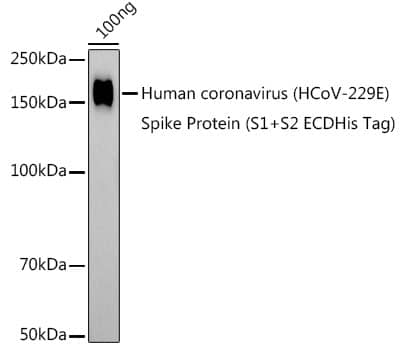 Western Blot Human Coronavirus Spike S1 Antibody - BSA Free