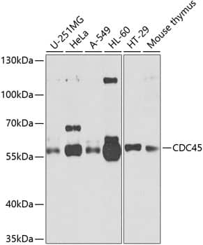 Western Blot: CDC45L Antibody [NBP3-37890] - Western blot analysis of various lysates using CDC45L Rabbit pAb at 1:1000 dilution.Secondary antibody: HRP-conjugated Goat anti-Rabbit IgG (H+L) at 1:10000 dilution.Lysates/proteins: 25ug per lane.Blocking buffer: 3% nonfat dry milk in TBST.Detection: ECL Basic Kit.Exposure time: 15s.