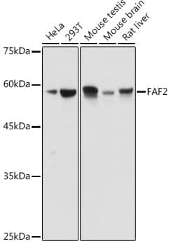 Western Blot: ETEA Antibody [NBP3-37892] - Western blot analysis of various lysates using ETEA Rabbit pAb at 1:1000 dilution.Secondary antibody: HRP-conjugated Goat anti-Rabbit IgG (H+L) at 1:10000 dilution.Lysates/proteins: 25ug per lane.Blocking buffer: 3% nonfat dry milk in TBST.Detection: ECL Basic Kit.Exposure time: 1s.