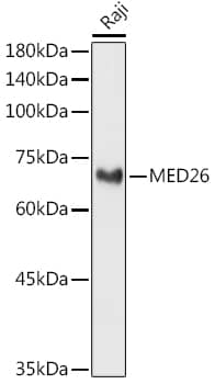 Western Blot: MED26 Antibody [NBP3-37894] - Western blot analysis of lysates from Raji cells, using MED26 Rabbit pAb at 1:1000 dilution.Secondary antibody: HRP-conjugated Goat anti-Rabbit IgG (H+L) at 1:10000 dilution.Lysates/proteins: 25ug per lane.Blocking buffer: 3% nonfat dry milk in TBST.Detection: ECL Basic Kit.Exposure time: 3s.