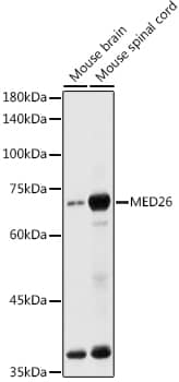 Western Blot MED26 Antibody