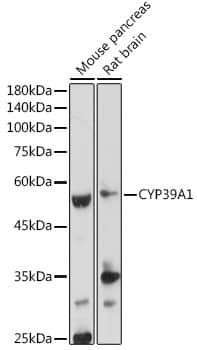 Western Blot: CYP39A1 Antibody [NBP3-37895] - Western blot analysis of various lysates using CYP39A1 Rabbit pAb at 1:1000 dilution.Secondary antibody: HRP-conjugated Goat anti-Rabbit IgG (H+L) at 1:10000 dilution.Lysates/proteins: 25ug per lane.Blocking buffer: 3% nonfat dry milk in TBST.Detection: ECL Basic Kit.Exposure time: 180s.