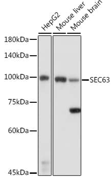 Western Blot: SEC63 Antibody [NBP3-37897] - Western blot analysis of various lysates using SEC63 Rabbit pAb at 1:1000 dilution.Secondary antibody: HRP-conjugated Goat anti-Rabbit IgG (H+L) at 1:10000 dilution.Lysates/proteins: 25ug per lane.Blocking buffer: 3% nonfat dry milk in TBST.Detection: ECL Basic Kit.Exposure time: 1s.