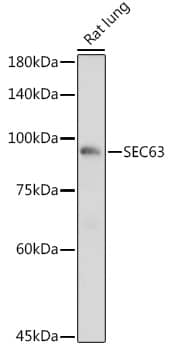 Western Blot: SEC63 Antibody [NBP3-37897] - Western blot analysis of lysates from Rat lung, using SEC63 Rabbit pAb at 1:1000 dilution.Secondary antibody: HRP-conjugated Goat anti-Rabbit IgG (H+L) at 1:10000 dilution.Lysates/proteins: 25ug per lane.Blocking buffer: 3% nonfat dry milk in TBST.Detection: ECL Basic Kit.Exposure time: 1s.