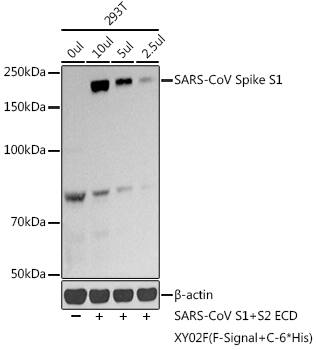 Western Blot Spike Antibody - BSA Free
