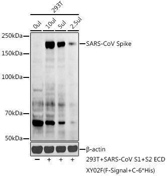 Western Blot Spike Antibody - BSA Free